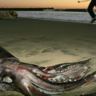 Colossal Squid