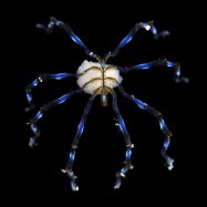 Sea Spider