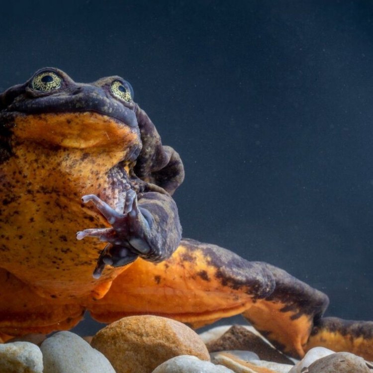 Sehuencas Water Frog