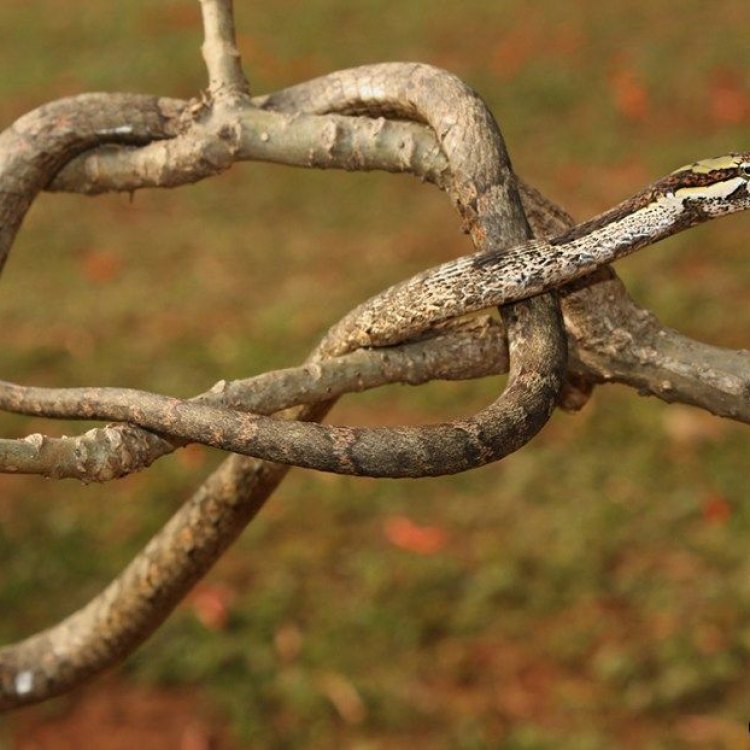 Twig Snake