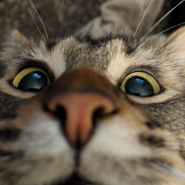 Menyelami Dunia Kucing: Mengenal Lebih Dekat Hewan yang Populer Sebagai Hewan Peliharaan