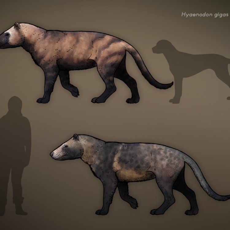 Rahasia di Balik Keberhasilan Hyaenodon Sebagai Pemangsa Paling Seram