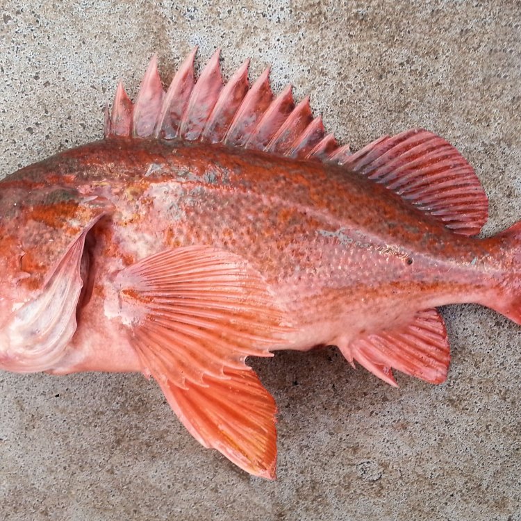 Mengenal Lebih Jauh Tentang Hewan Unik: Rockfish