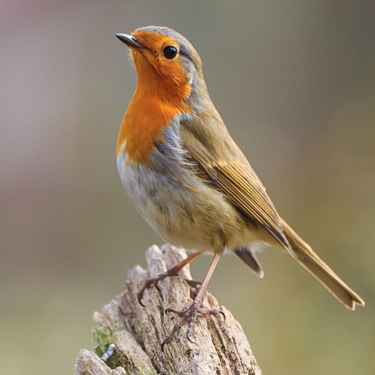 Menyelami Keindahan Burung Eropa yang Memikat: European Robin