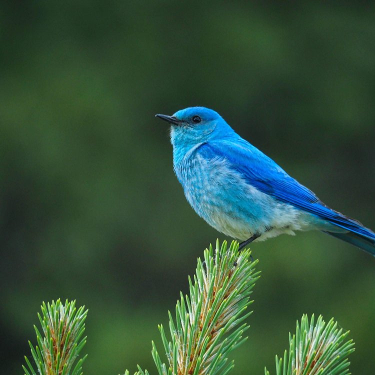 Mengenal Lebih Jauh Tentang Mountain Bluebird: Pesona dan Keunikan dari Burung Biru yang Berkoar di Pegunungan