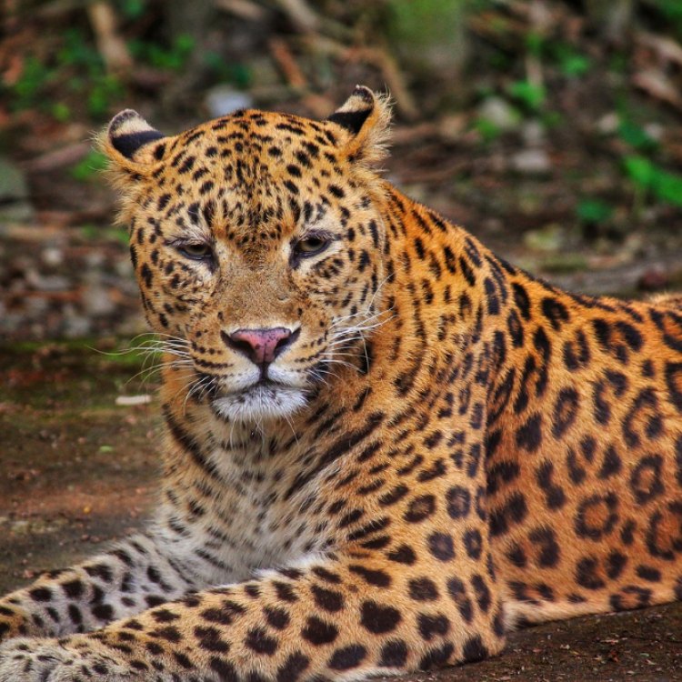 Menelusuri Keindahan dan Keanggunan Leopard - Hewan Pemangsa yang Eksotis