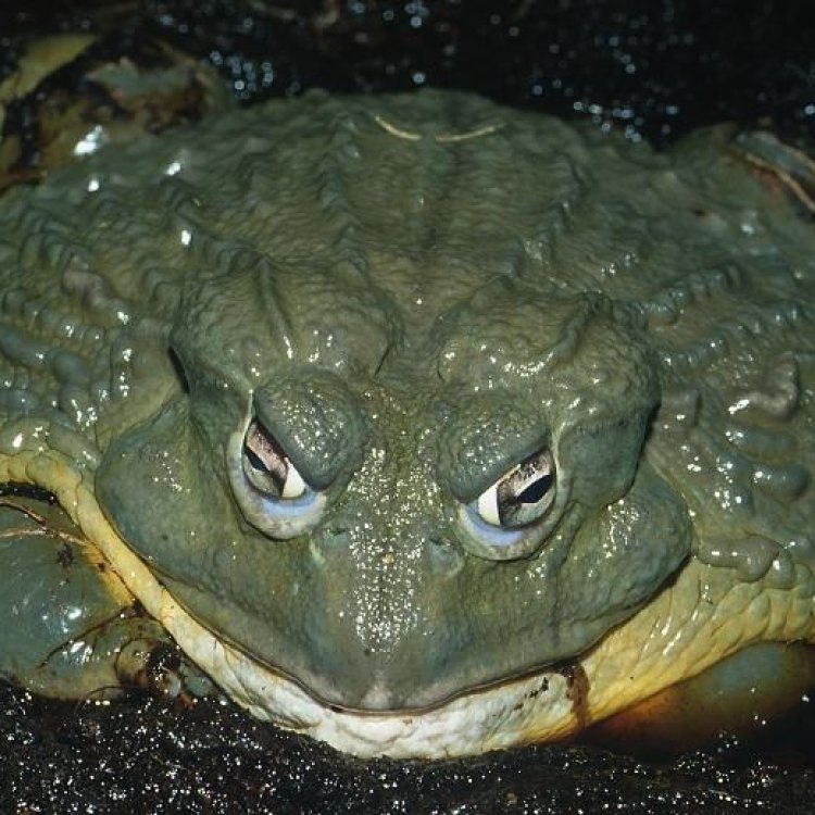 Mengenal Goliath Frog: Katak Terbesar di Dunia