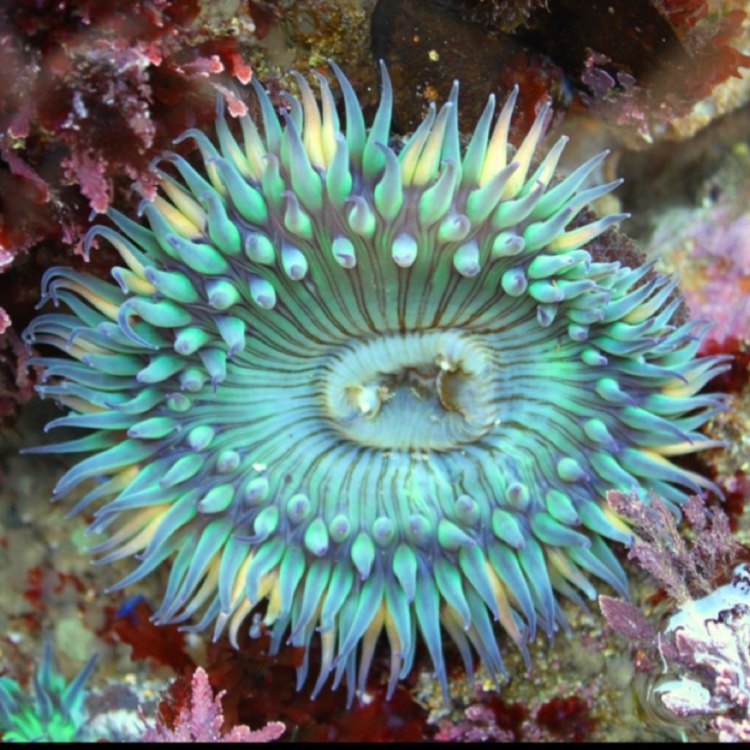 Judul Artikel: Memahami Lebih Dalam Tentang Hewan Laut yang Menarik - Sea Anemone