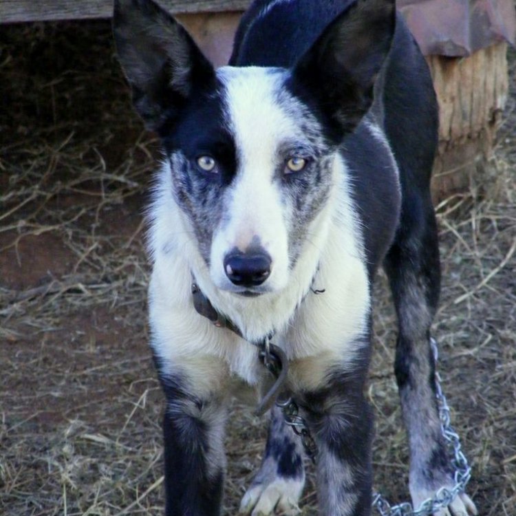 Koolie: Anjing Penggembala yang Ramah dan Bertenaga