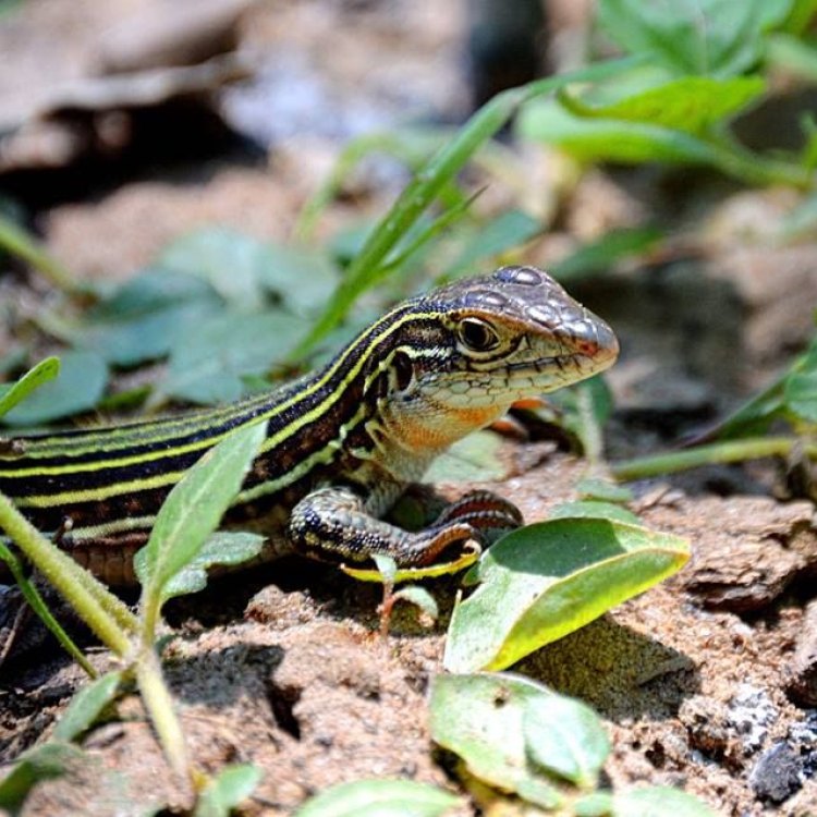 Whiptail Lizard: Reptil yang Menakjubkan dari Amerika Utara dan Tengah