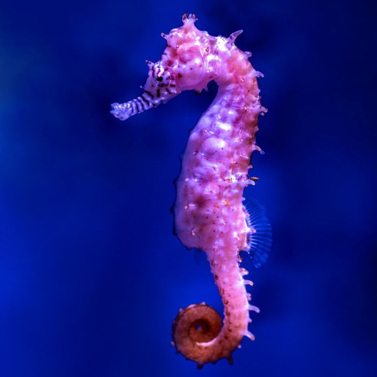 Mengenal Lebih Dekat Hippocampus, Makhluk Menakjubkan Lautan