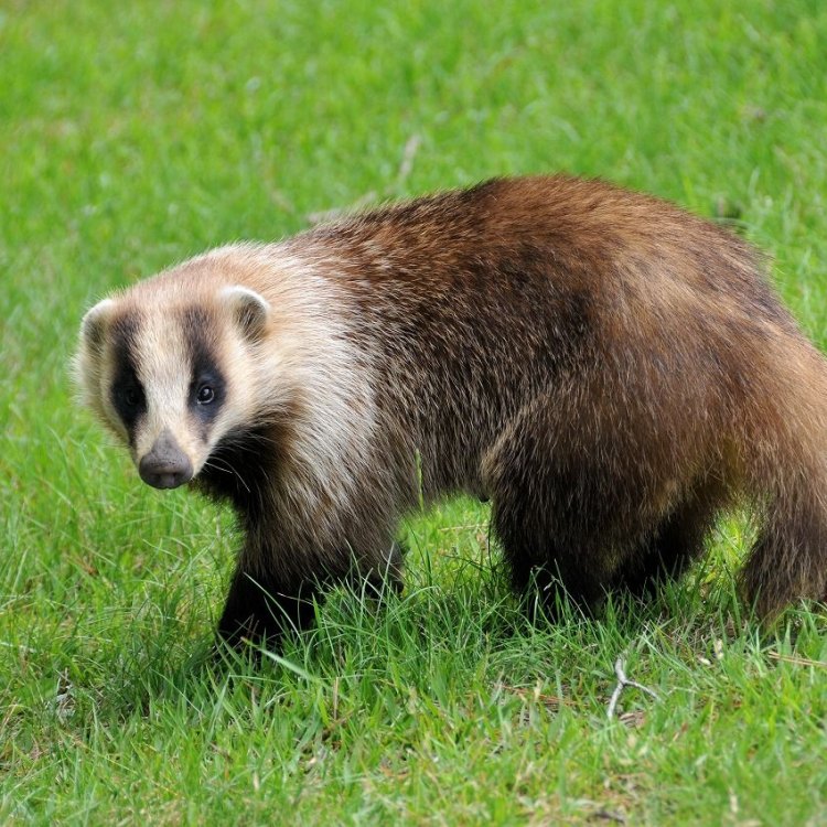 Badger: Hewan Omnivora Penjelajah Eurasia yang Menarik