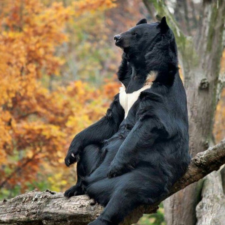 Investigasi Tentang Asiatic Black Bear