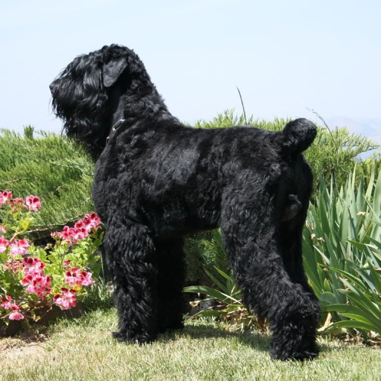 The Mighty Black Russian Terrier: The Pride of Russia