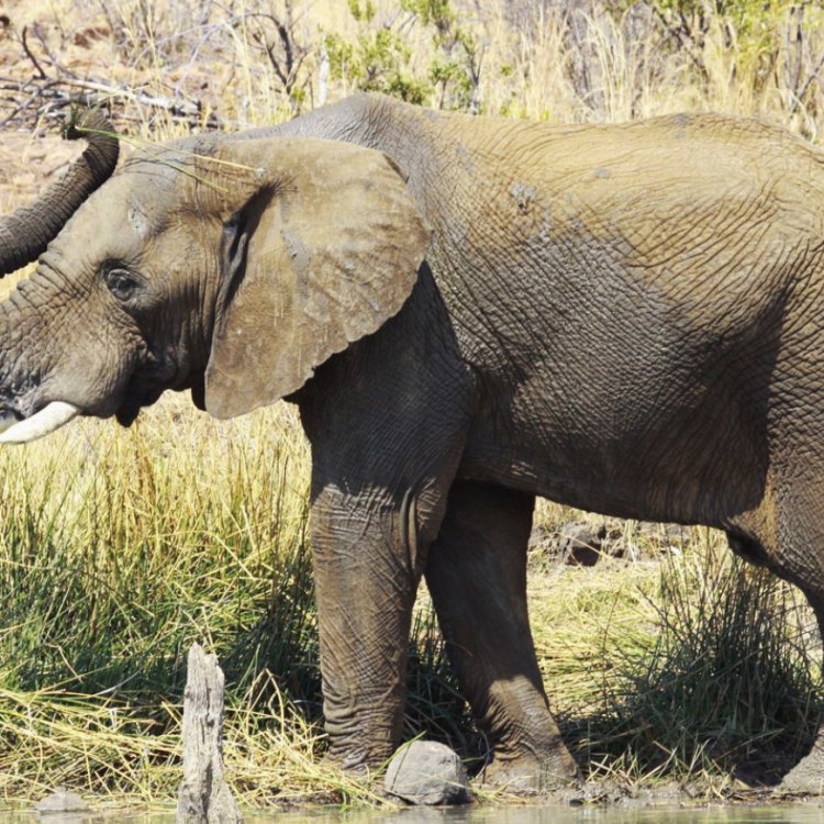 African Bush Elephant: Mammalia Raksasa dari Savana Afrika