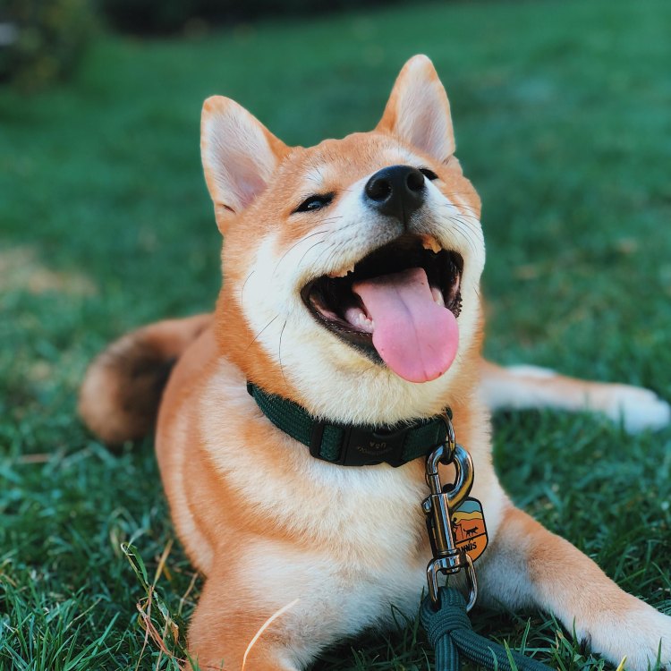 Mengenal Shiba Inu Mix: Anjing Bersahabat yang Populer di Seluruh Dunia