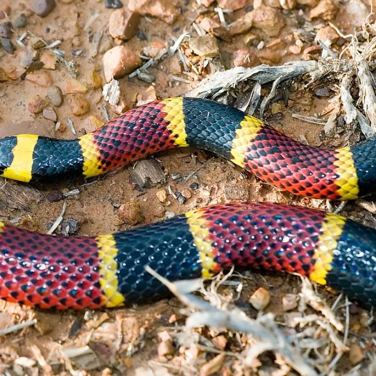 Exploring the Stunning Texas Coral Snake – The Tri-Colored Beauty from the Woodlands