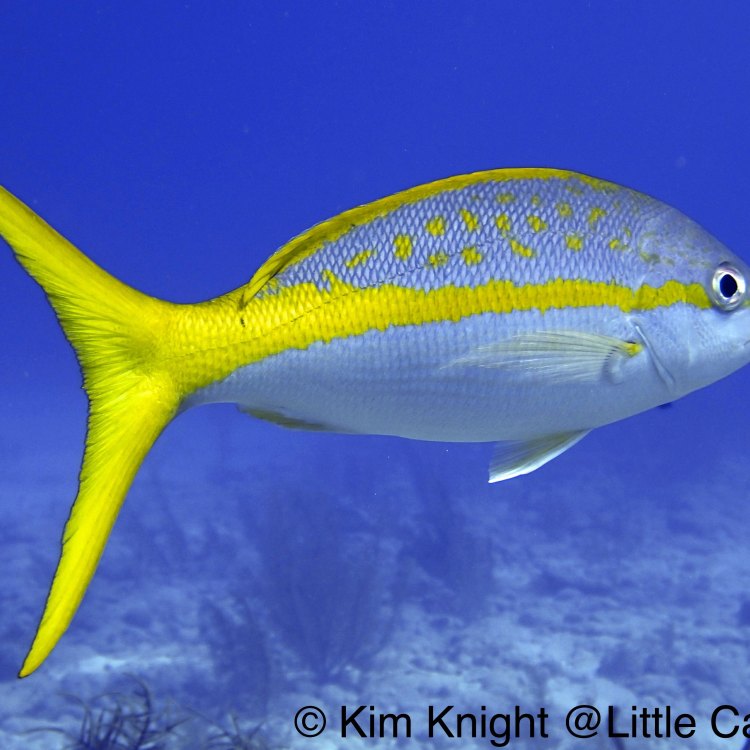 Yellowtail Snapper: Ikan Cantik Lautan Karibia yang Memikat Hati