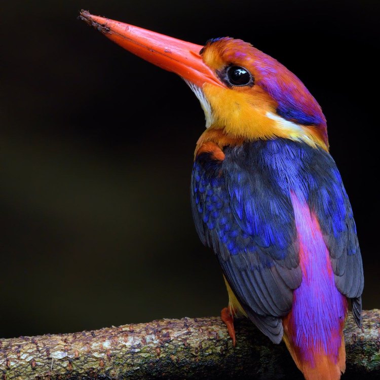 Mengenal Oriental Dwarf Kingfisher, Burung Berwarna-warni dari Timur Jauh