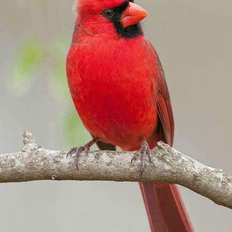 Menyapa Flamingo Merah: Keindahan Khas Burung Kardinal Utara