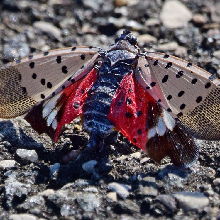 Kisah Mengenai Spotted Lanternfly: Hama 