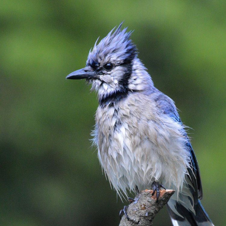 Mengenal Blue Jay, Burung yang Mengubah Hari Anda Menjadi Lebih Cerah