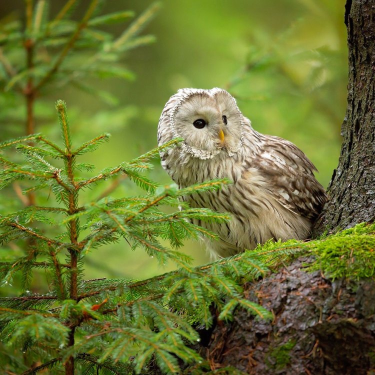 Ural Owl: Burung Hantu yang Misterius dari Hutan Taiga