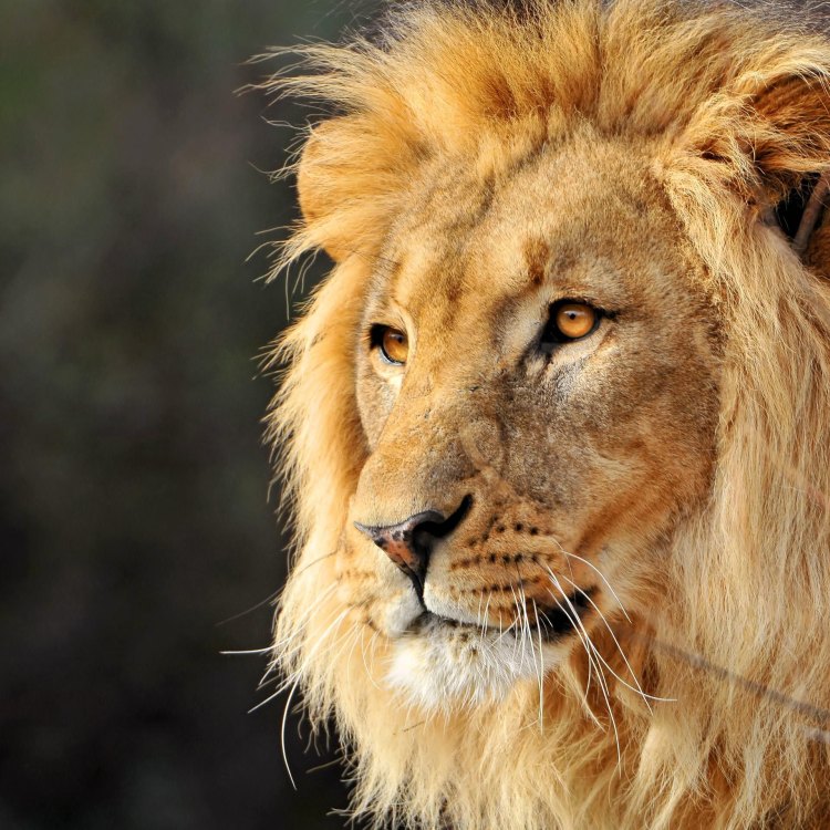 Mengenal Hewan King of the Jungle: Lion (Panthera leo)