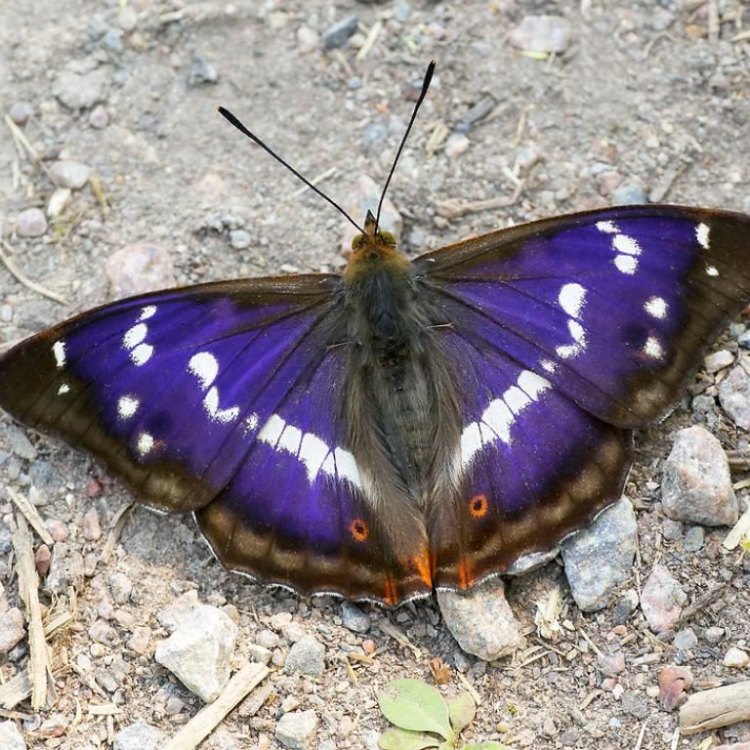 Purple Emperor Butterfly: Pesona Si Kaisar Ungu di Hutan Eropa