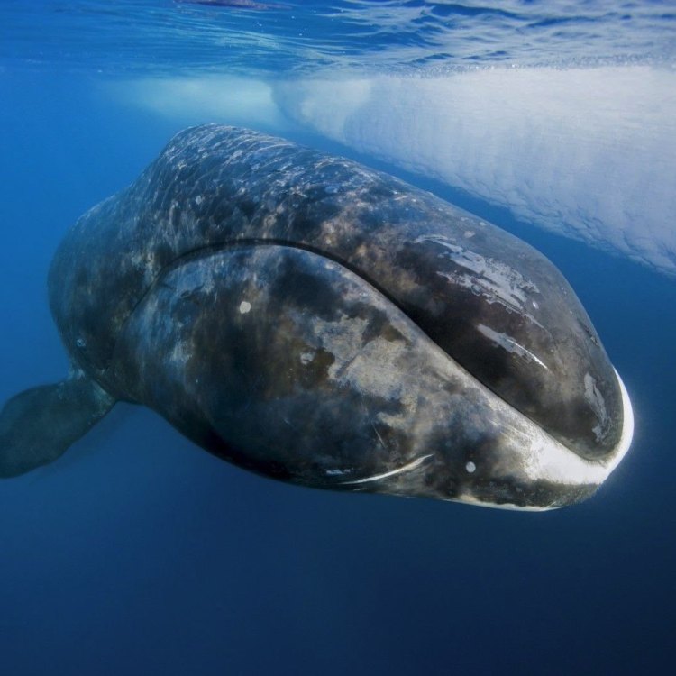 Mengenal Bowhead Whale: Hewan yang Secara Ajaib Bisa Hidup di Perairan Artik