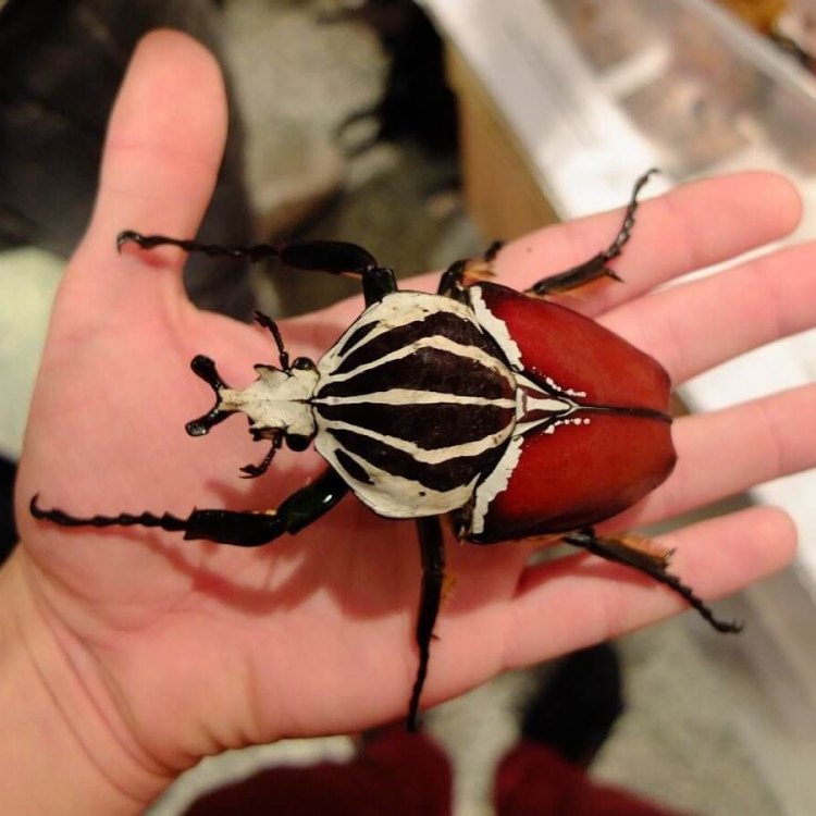 Si Kumbang Raksasa yang Menakjubkan: Goliath Beetle