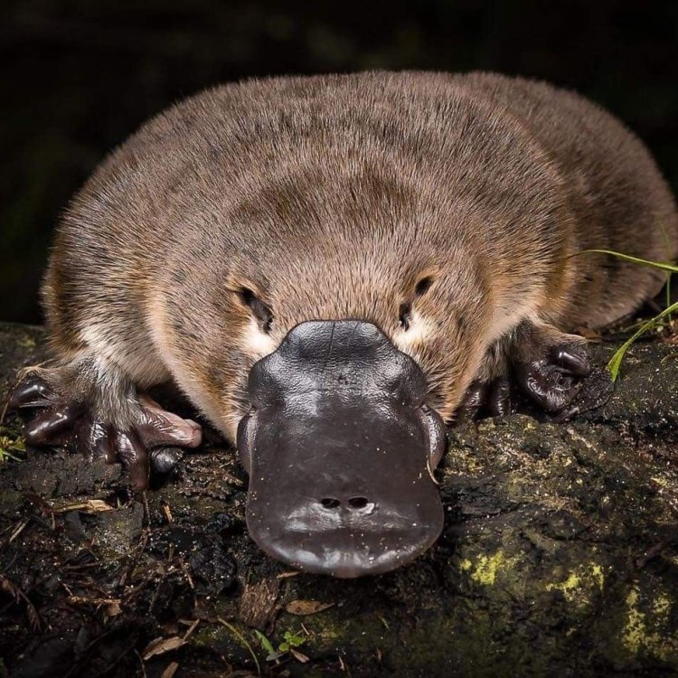 Platypus: Binatang Unik dari Australia yang Menarik untuk Dipelajari