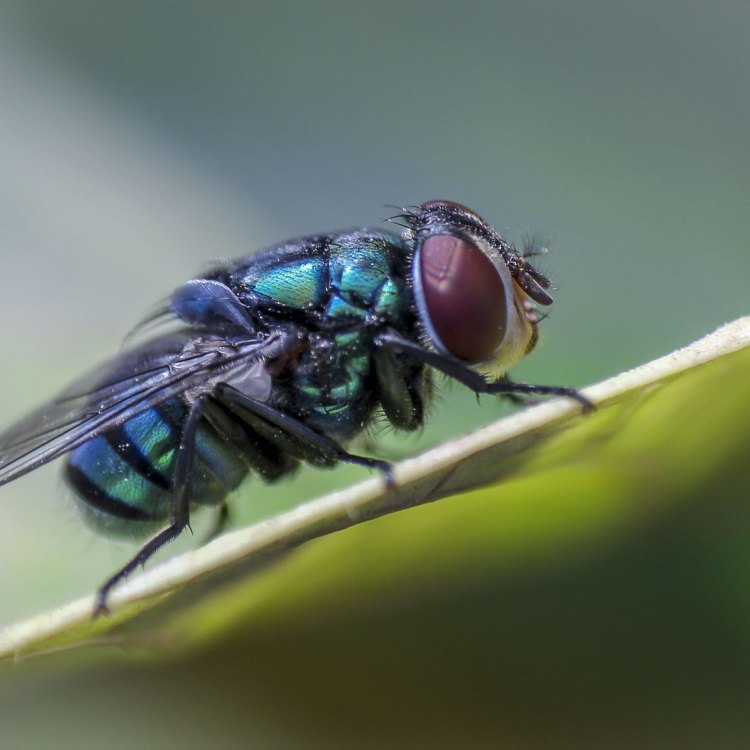 Mengenal Lalat Rumah: Si Serangga Mengganggu yang Menciptakan Keajaiban Dalam Keseimbangan Ekosistem