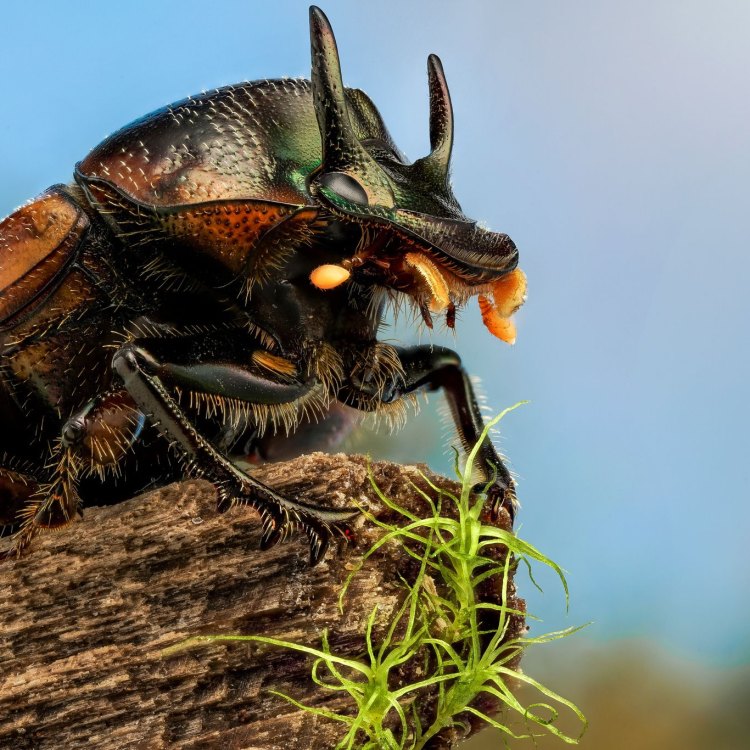 Horned Beetle: Kumbang yang Menakjubkan dari Timur Laut Amerika Serikat