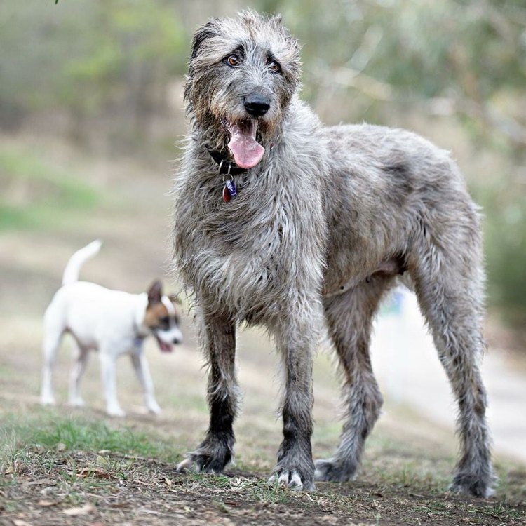 Penjelajah Liar dan Penjaga yang Setia: Mengenal Irish Wolfhound