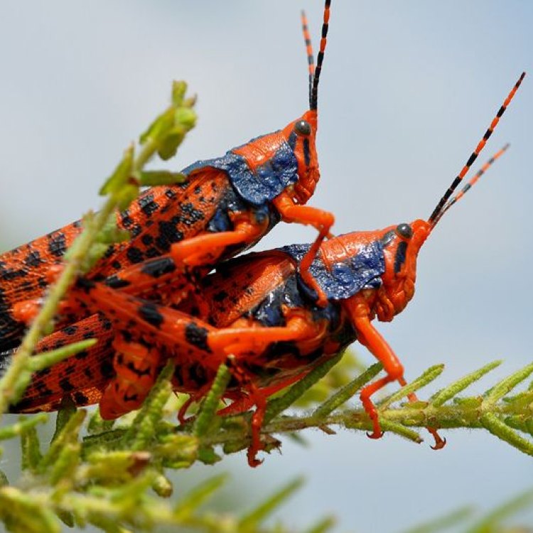 Leichhardts Grasshopper: Mengenal Hewan yang Unik dan Menarik dari Australia