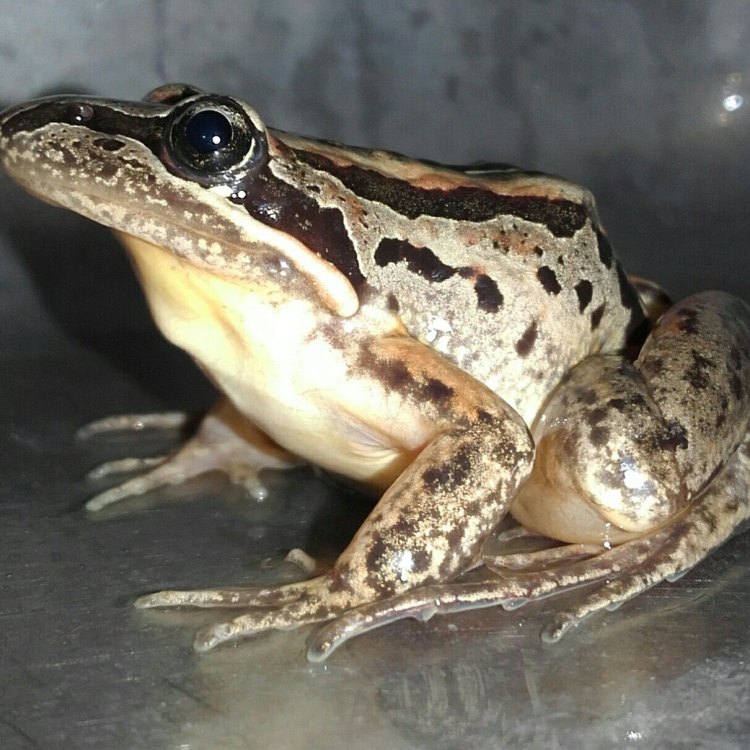 Kenali Lebih Jauh Tentang Marsh Frog, Hewan yang Menggemaskan di Lingkungan Air