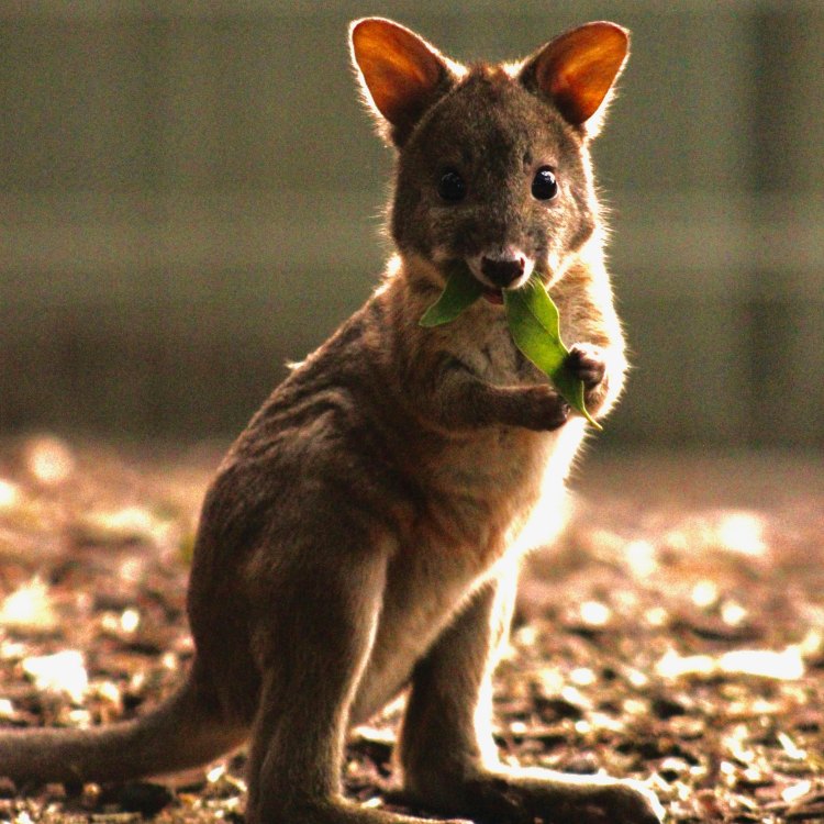 Pademelon: Si Binatang Menawan dari Benua Australia