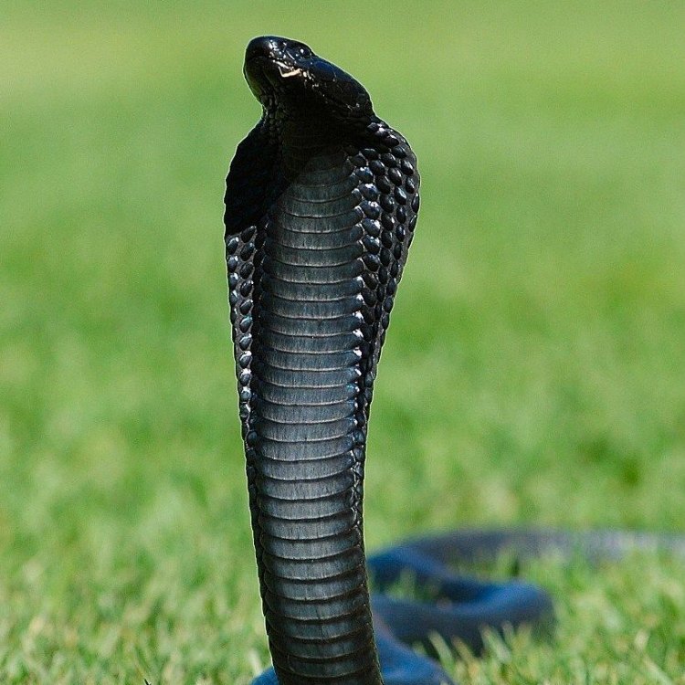 Cobras: Pemburu Mematikan yang Menakjubkan