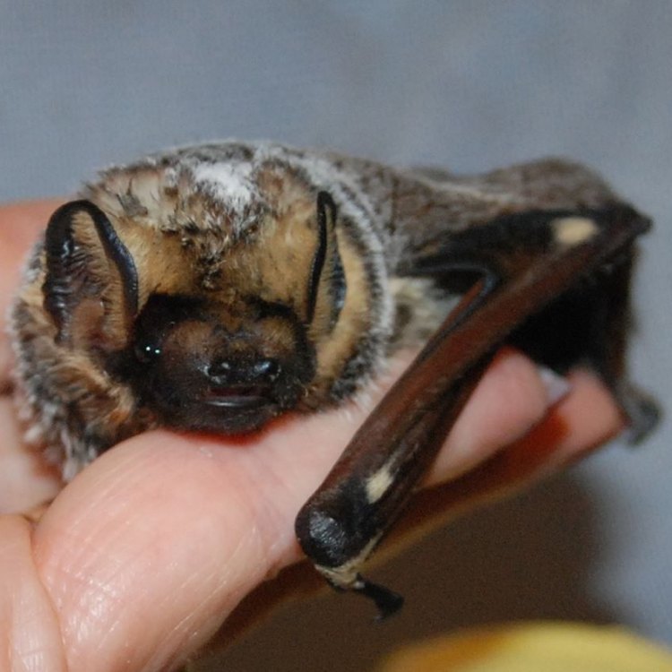 JANGAN SERAM! Mengenal Lebih Dekat dengan Kelelawar Terbesar di Amerika Utara - Hoary Bat