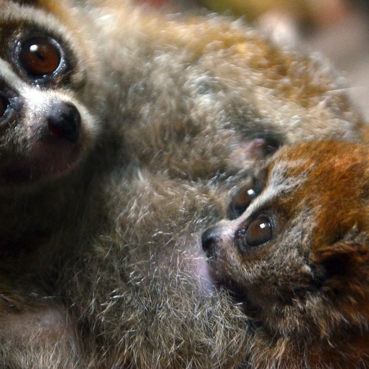 Mengenal Loris: Primata Kecil yang Menggemaskan dan Misterius
