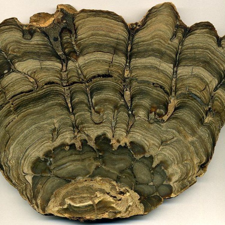 Stromatolite: Keajaiban Cyanobacteria di Dalam Air