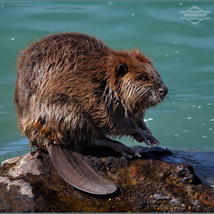 Berkenalan dengan Hewan Beaver, Semut Kekasih Pendiam di Sungai