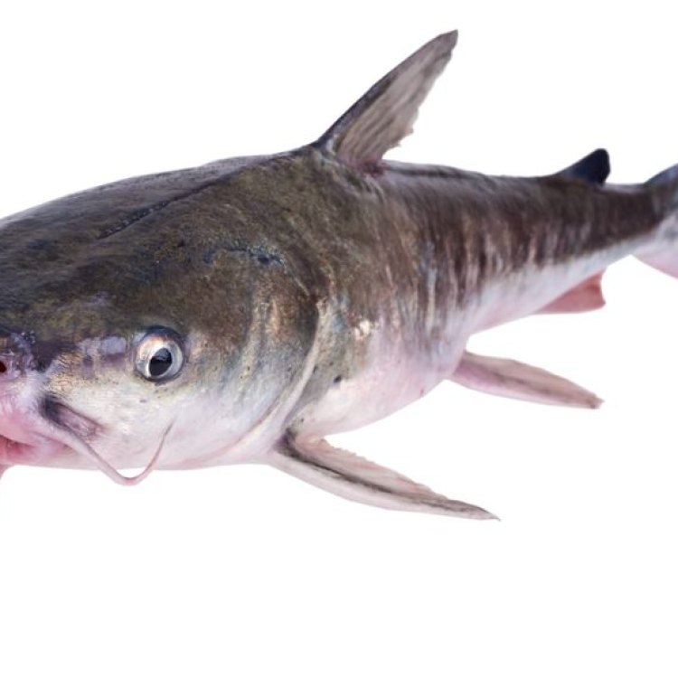 Ringkasan Data Hardhead Catfish
