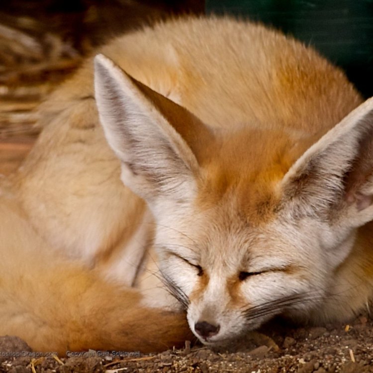 Fennec Fox: Cerita Menggemaskan di Balik Hewan yang Mengagumkan