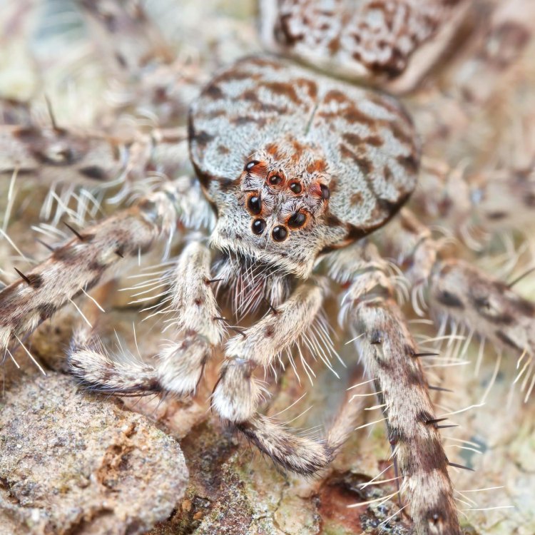 Huntsman Spider: Jago Berburu di Dunia Arachnida