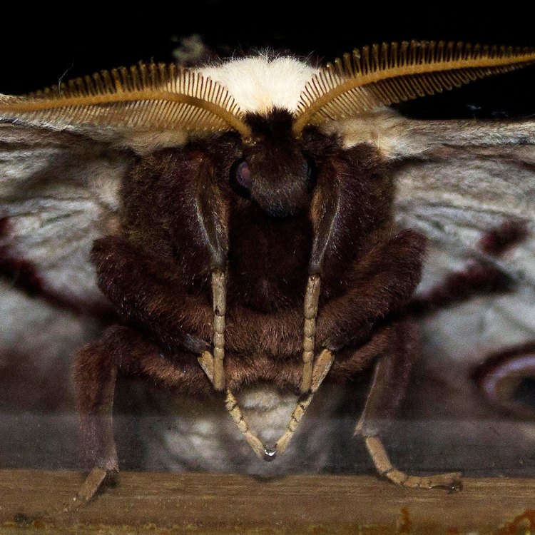 Giant Wood Moth: Potret Hewan Aneh yang Menawan di Australia