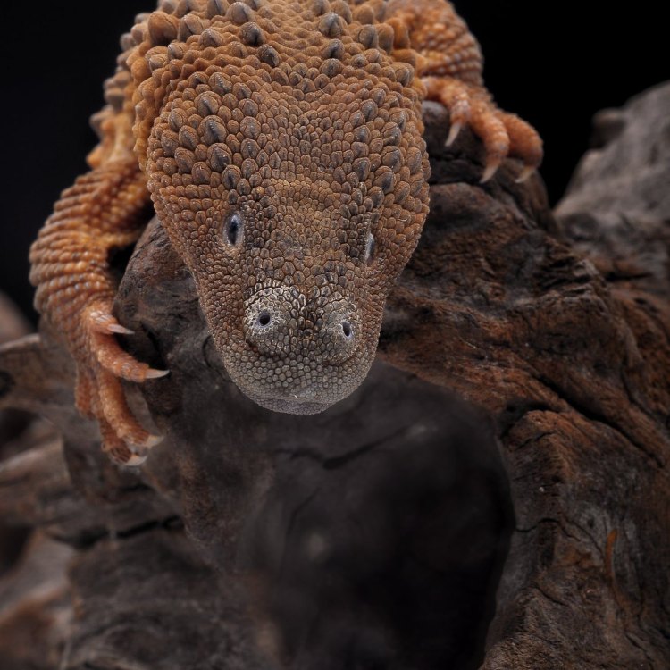 Earless Monitor Lizard: Eksotisme Reptil dari Borneo yang Menawan