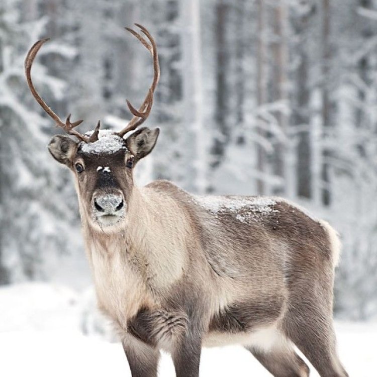 Reindeer: Hewan Ikonik yang Menjadi Simbol Natal di Seluruh Dunia