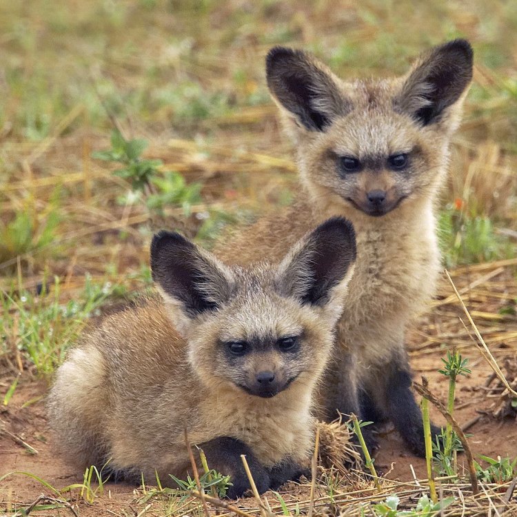 Fascinating Fact about Bat Eared Fox